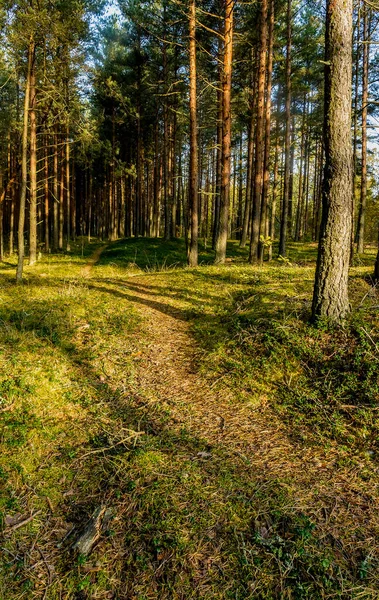 Çam ormanında güneşli bir Eylül sabahı. 