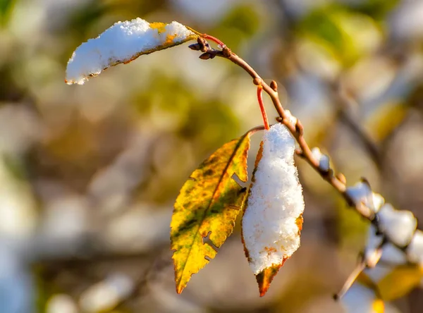 Первый Пушистый Снег Лежит Ветвях Листьях Золотая Осень — стоковое фото