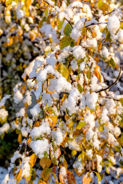 První Nadýchaný Sníh Leží Větvích Listí Zlatý Podzim — Stock fotografie
