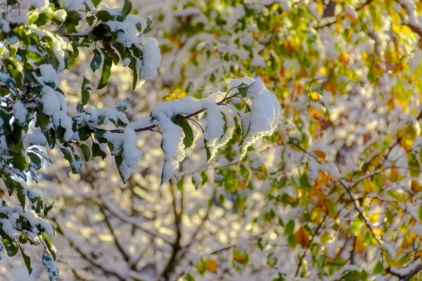 Der Erste Flauschige Schnee Liegt Auf Ästen Und Blättern Goldener — Stockfoto