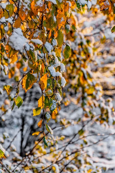 Primera Nieve Esponjosa Encuentra Las Ramas Hojas Otoño Dorado — Foto de Stock