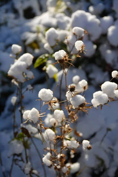 Blommande Rosa Phlox Den Första Snön Solig Höstmorgon — Stockfoto