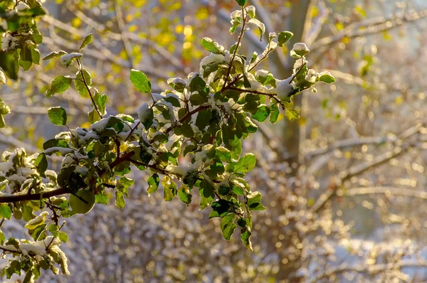 他第一次毛茸茸的雪落在树枝和树叶上 — 图库照片