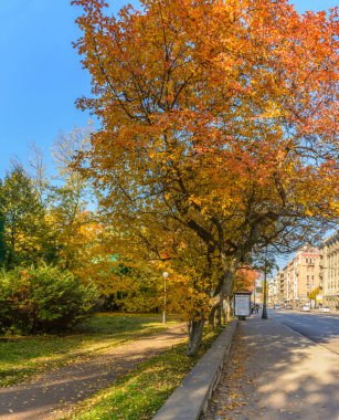 Sonbaharda St. Petersburg şehrinde Kamenoostrovsky 'de yürüyüş. 