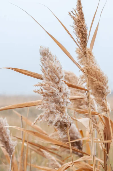 Sazlık sarı ve kuru bir sonbahar günü sis