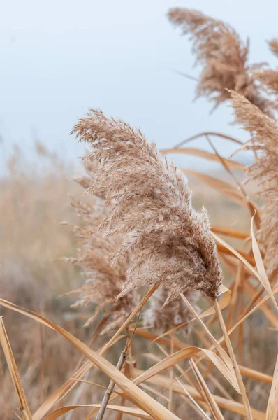 Reeds Amarelo Seco Névoa Dia Outono — Fotografia de Stock