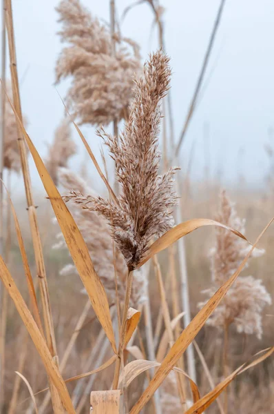 Sazlık sarı ve kuru bir sonbahar günü sis