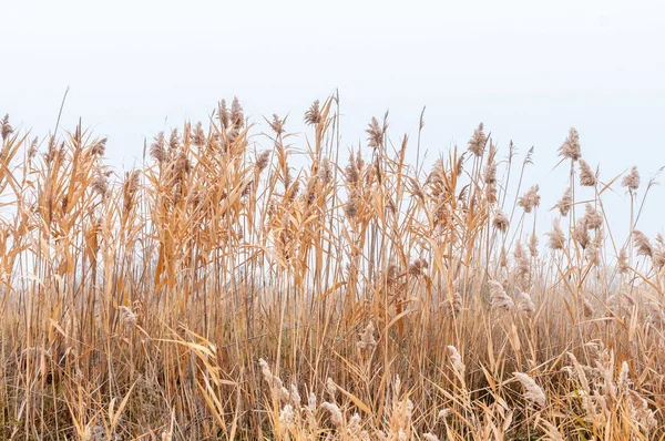 Reeds Yellow Dry Mist Autumn Day — Stock Photo, Image
