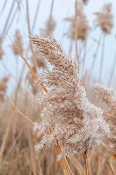 Sazlık sarı ve kuru bir sonbahar günü sis