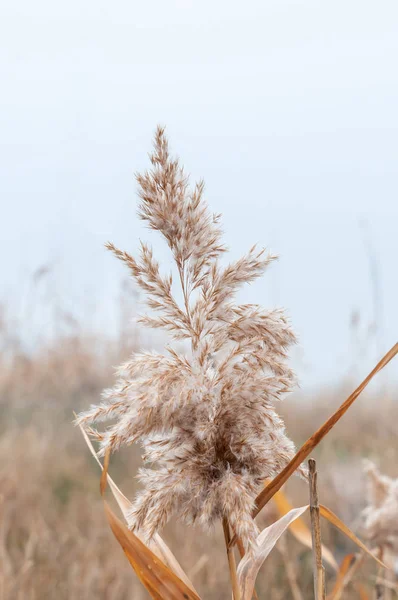 Reeds Amarelo Seco Névoa Dia Outono — Fotografia de Stock