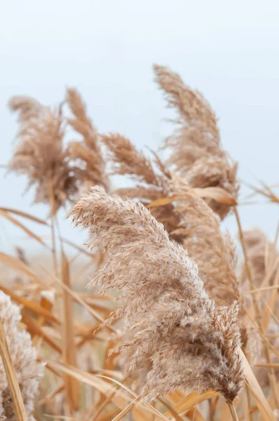 Sazlık sarı ve kuru bir sonbahar günü sis