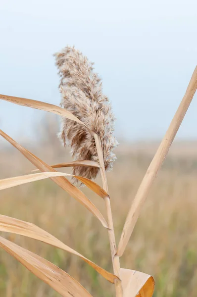 Sazlık sarı ve kuru bir sonbahar günü sis