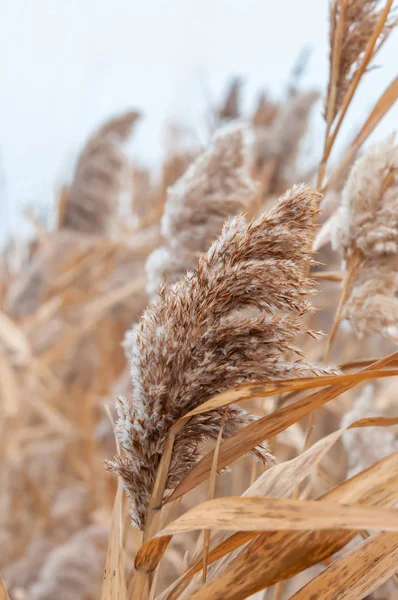 Sazlık sarı ve kuru bir sonbahar günü sis