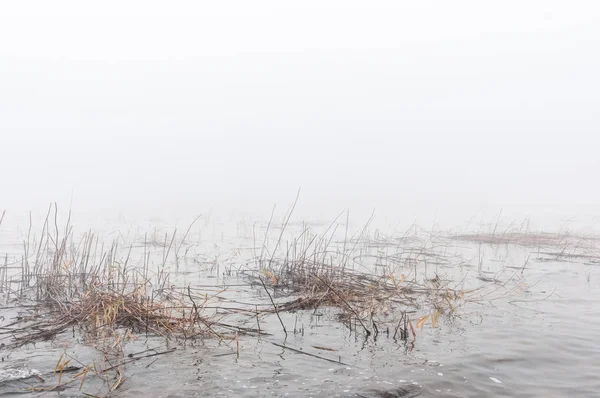Sisli bir günde soğuk nehir sonbahar kıyısında