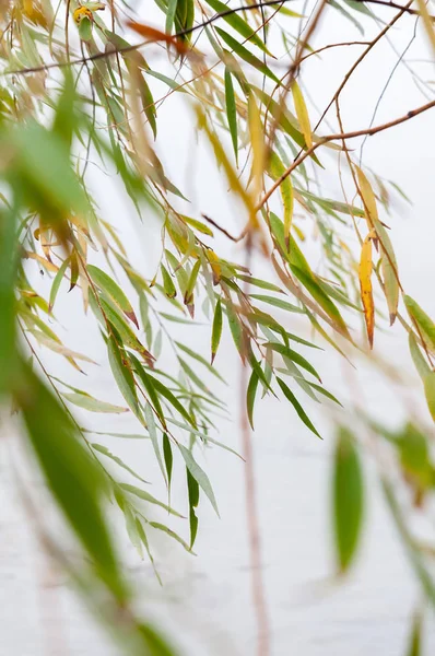 arka plan oluşturmak için söğüt ağacı ve sis sonbahar yaprakları