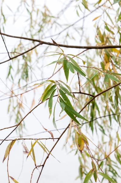 arka plan oluşturmak için söğüt ağacı ve sis sonbahar yaprakları