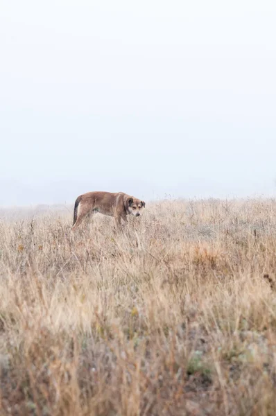 Vahşi köpek sis sonbahar alanında üzerinde yürüyen