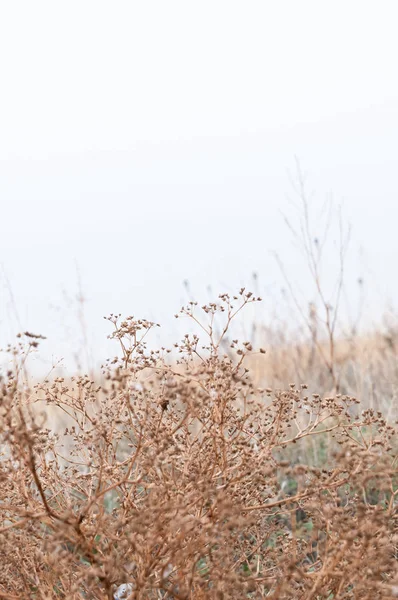 Sisli gün sonbaharda sarı alan çim