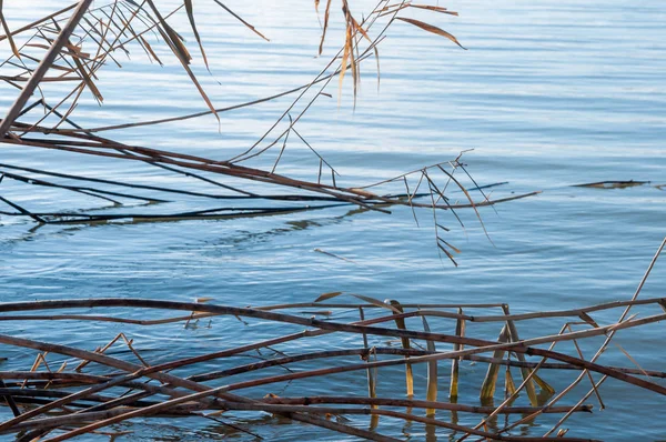 Kış sazlık kuru ve soğuk nehirde
