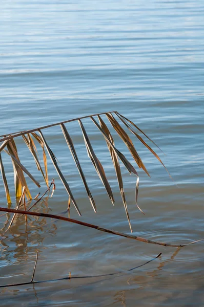 Kış sazlık kuru ve soğuk nehirde