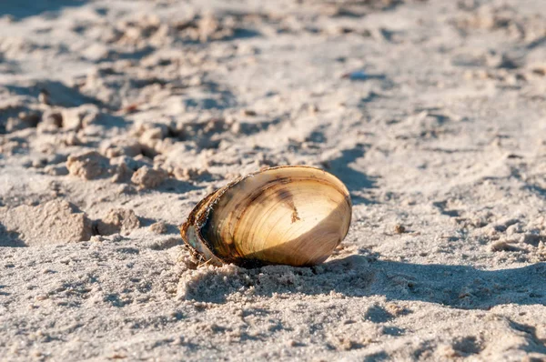nehir kabuk ıslak kum ışık sağlar