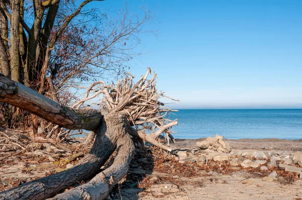 Roots Fallen Tree Lake Blue Sky — Stock Photo, Image