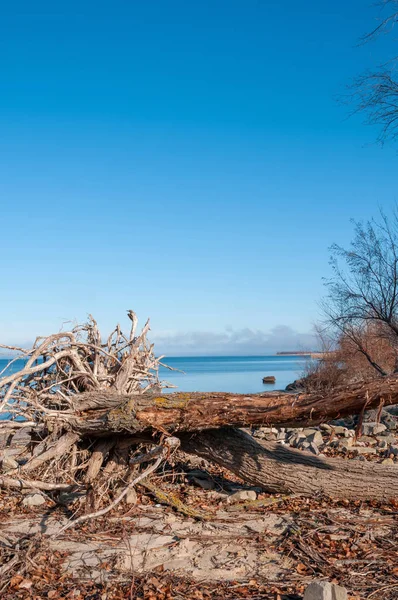 Roots Fallen Tree Lake Blue Sky — Stock Photo, Image