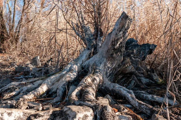 Vahşi doğa eski güdük ve sarı sazlık