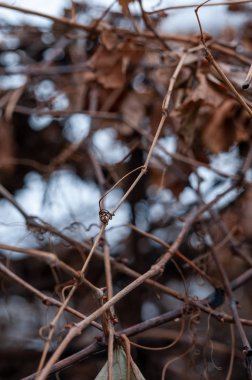 üzüm asma ve soğuk kışın yaprak