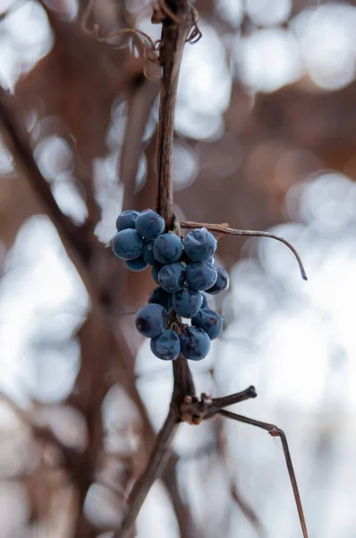 üzüm asma ve soğuk kışın yaprak