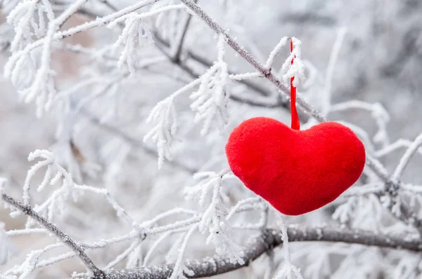 kanlı kalp üzerinde beyaz fros bir şube