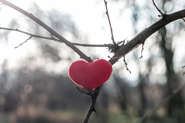 parlak kalp Şubat şubeye bağlı