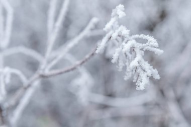 Şube ve beyaz arka plan-Günaydın Don karda ağaçlarda bir taşra kasabasında ağaçlarda ortaya çıktı