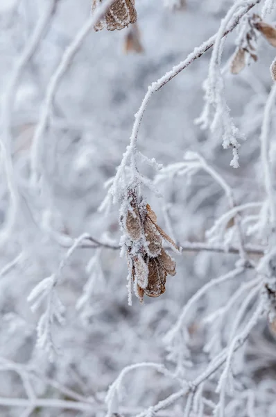 Şube ve beyaz arka plan-Günaydın Don karda ağaçlarda bir taşra kasabasında ağaçlarda ortaya çıktı