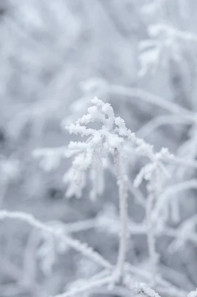 Şube ve beyaz arka plan-Günaydın Don karda ağaçlarda bir taşra kasabasında ağaçlarda ortaya çıktı