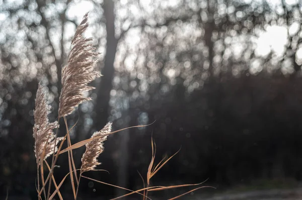 Dekoratif kuru bitki sazlar koyu arka plan üzerinde