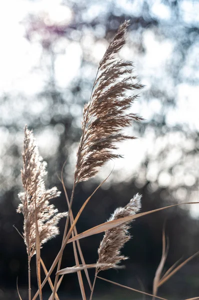 Palhetas de plantas secas decorativas em um fundo escuro — Fotografia de Stock