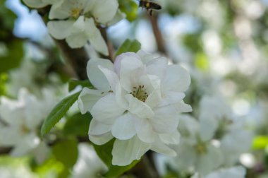 Elma ağacı dalı üzerinde bahar çiçekleri