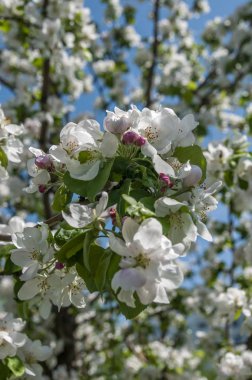 Elma ağacı dalı üzerinde bahar çiçekleri