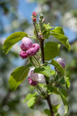 Elma ağacı dalı üzerinde bahar çiçekleri