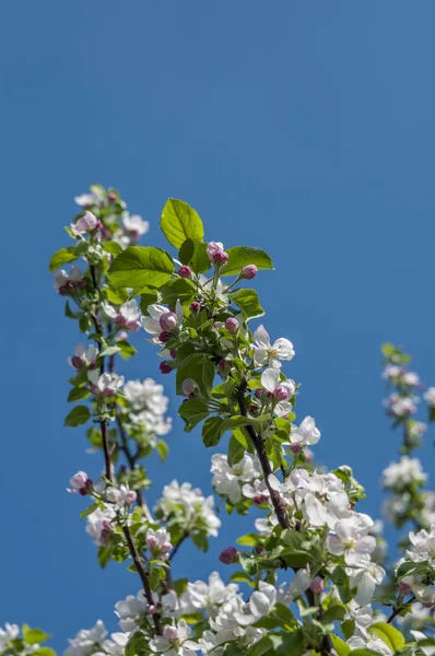 Elma ağacı dalı üzerinde bahar çiçekleri