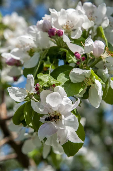 Elma ağacı dalı üzerinde bahar çiçekleri