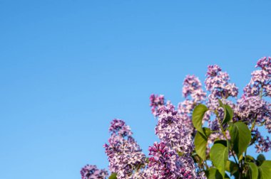 Bahar çiçekleri mavi gökyüzüne karşı leylak