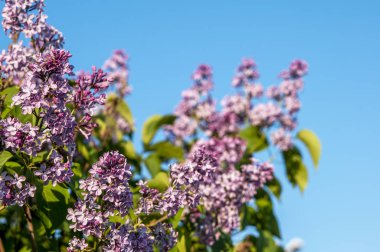 Bahar çiçekleri mavi gökyüzüne karşı leylak
