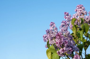 Bahar çiçekleri mavi gökyüzüne karşı leylak