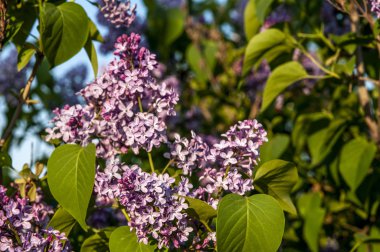 Bahar çiçekleri mavi gökyüzüne karşı leylak