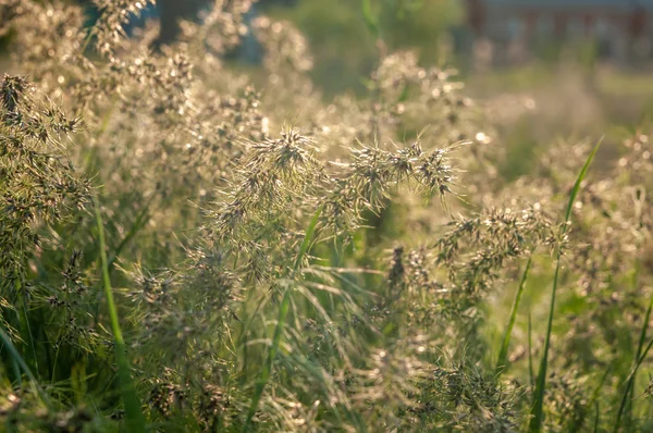 Grama de primavera em um campo no pôr do sol — Fotografia de Stock