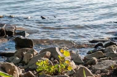 yaz gün batımında nehir tarafından taş ve bitkiler