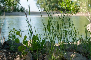 yaz gün batımında nehir tarafından taş ve bitkiler