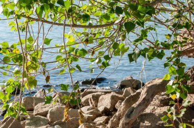 yaz gün batımında nehir tarafından taş ve bitkiler